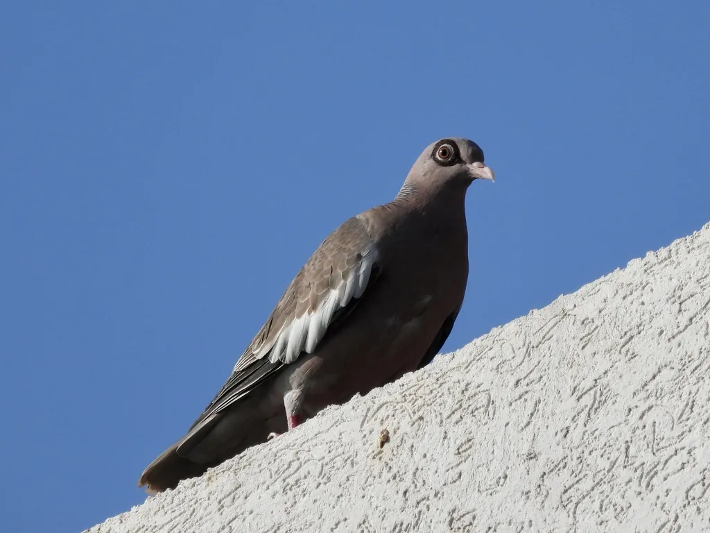 裸眶鸽(Patagioenas corensis)