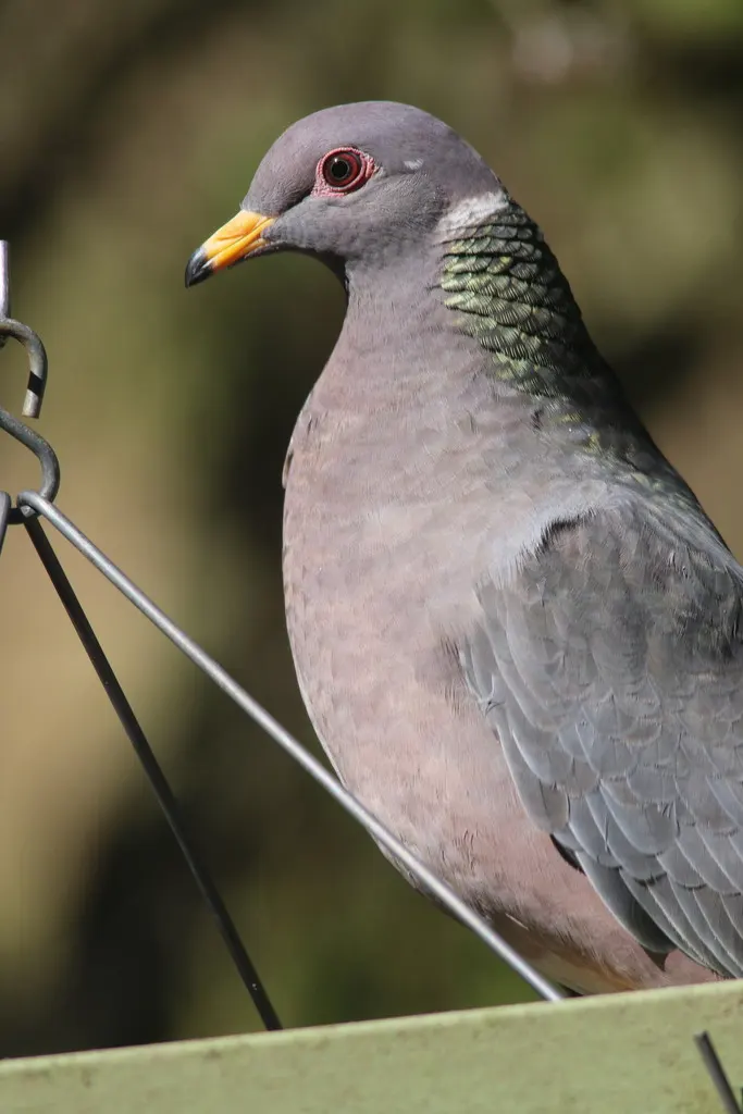 北斑尾鸽（Patagioenas fasciata）