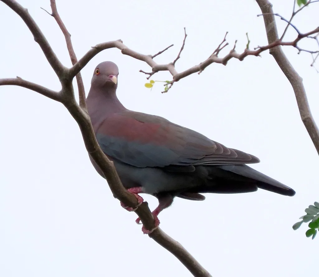 红嘴鸽(Patagioenas flavirostris)