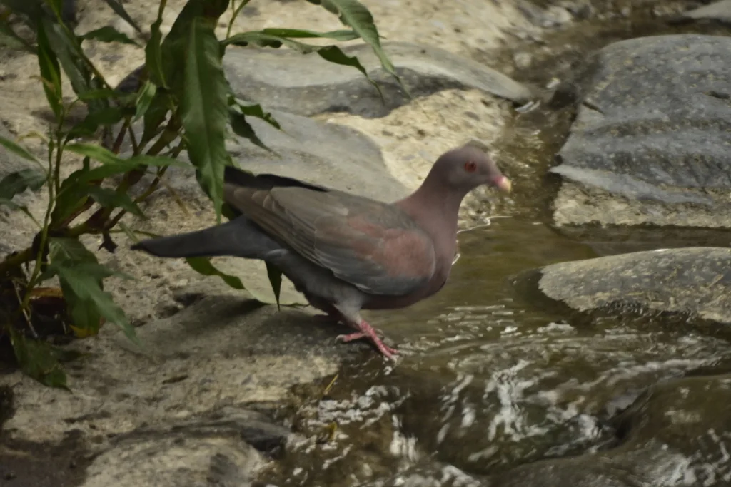 红嘴鸽(Patagioenas flavirostris)