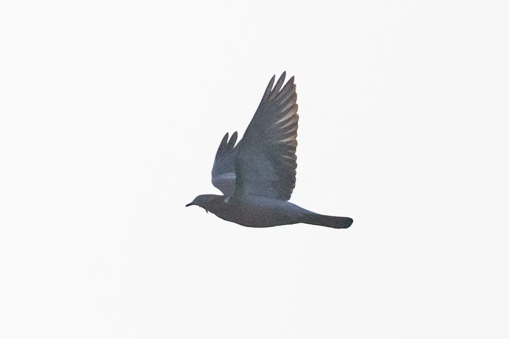 纯色鸽（Patagioenas inornata）