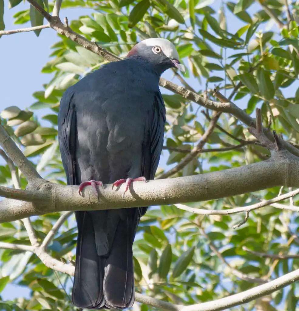 白顶鸽(Patagioenas leucocephala)