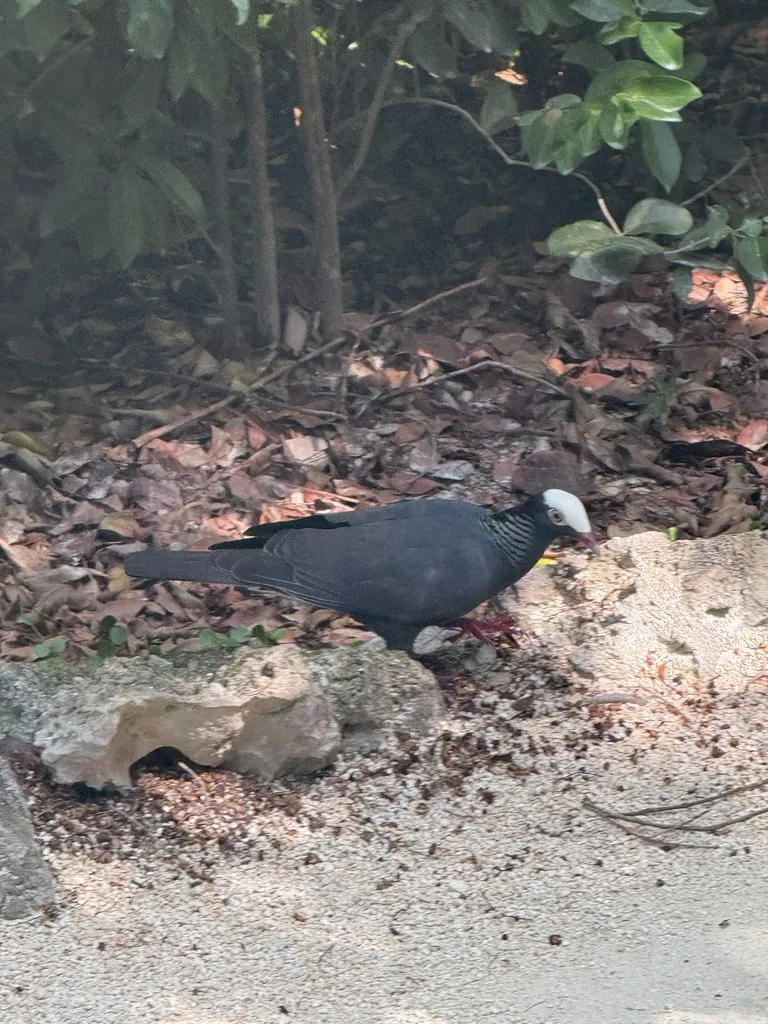 白顶鸽(Patagioenas leucocephala)