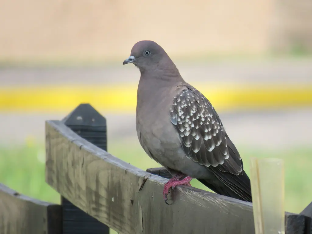 斑翅鸽(Patagioenas maculosa)