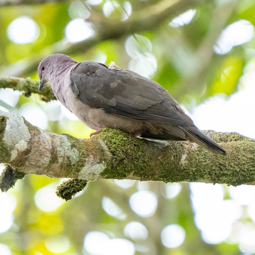 短嘴鸽(Patagioenas nigrirostris)