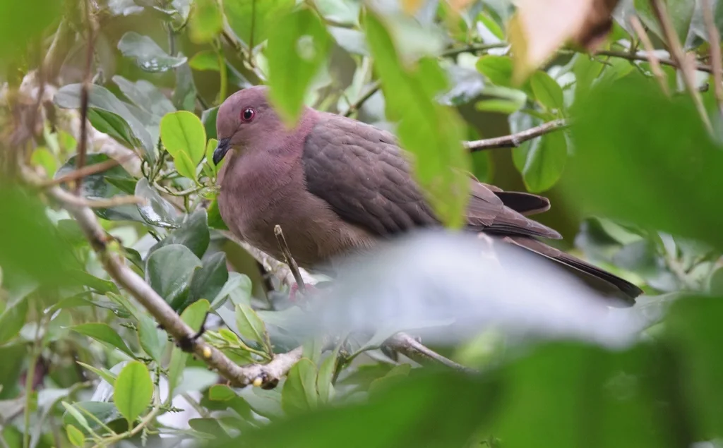 短嘴鸽(Patagioenas nigrirostris)