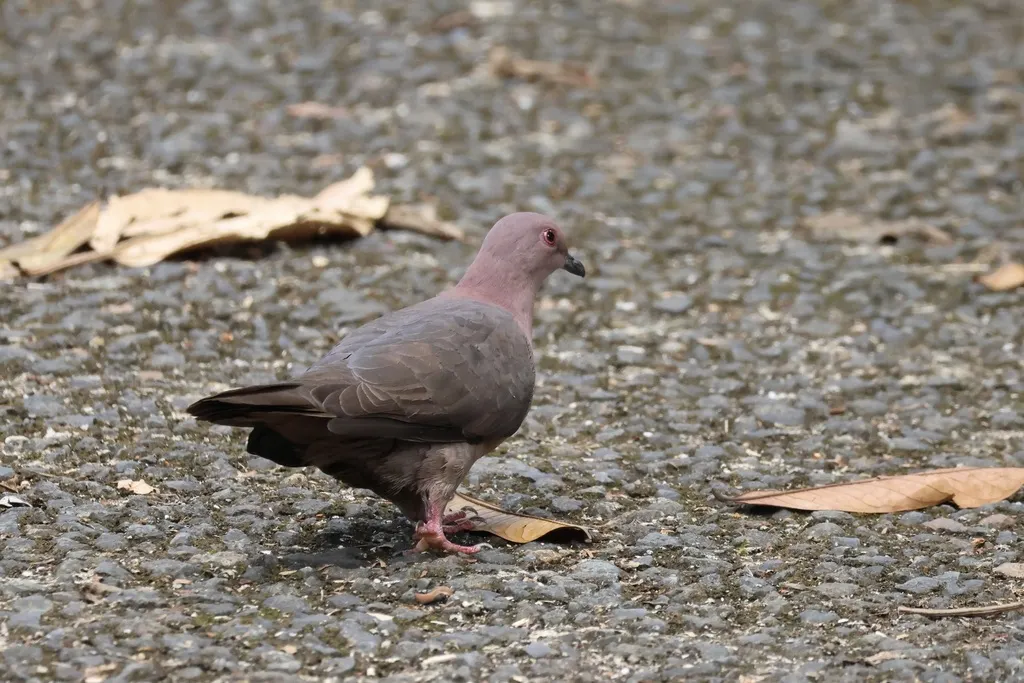 短嘴鸽(Patagioenas nigrirostris)