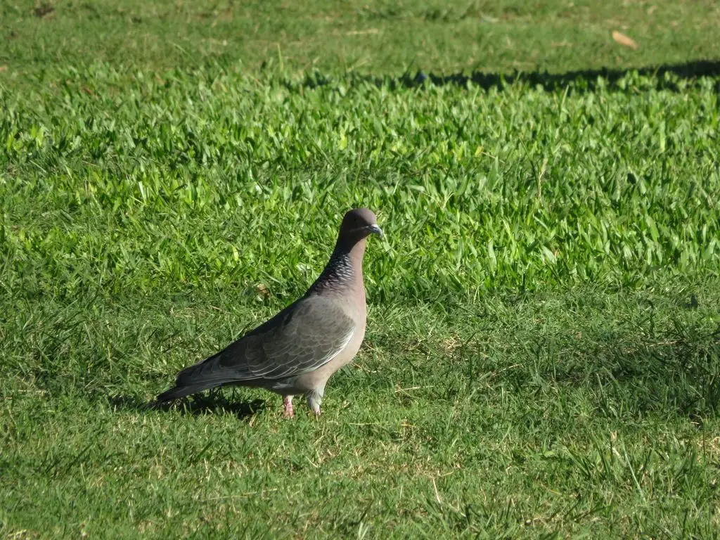 红头鸽(Patagioenas picazuro)