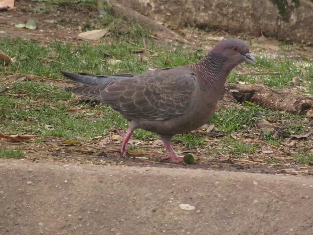 红头鸽(Patagioenas picazuro)