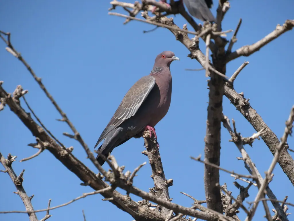 红头鸽(Patagioenas picazuro)