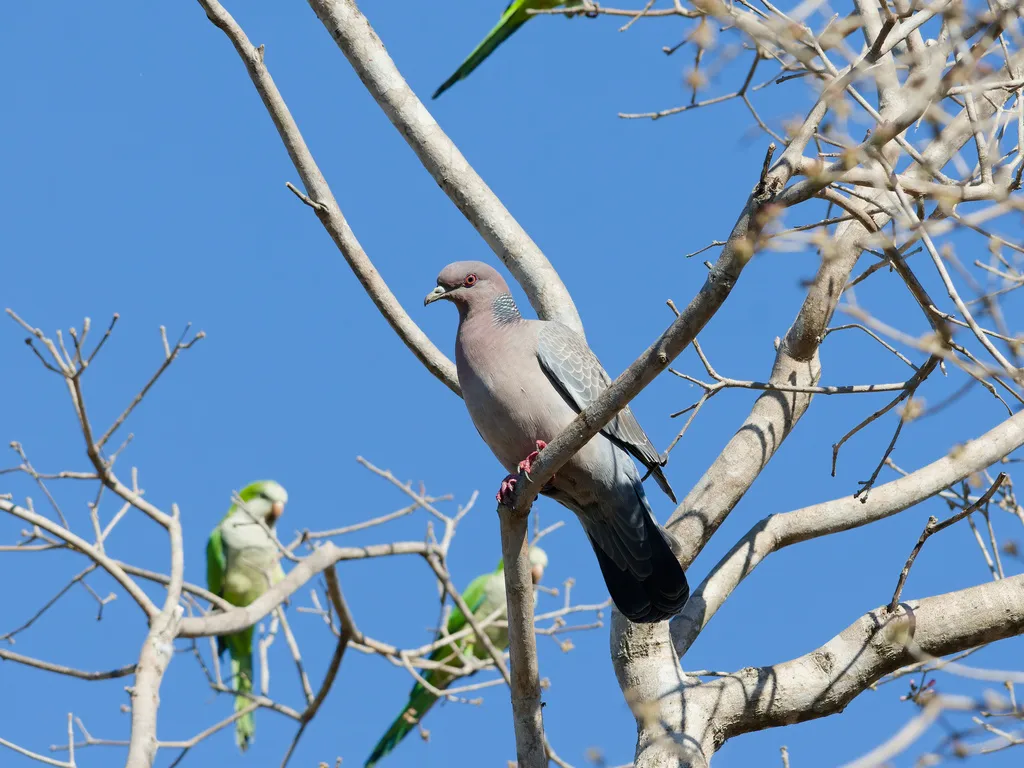 红头鸽(Patagioenas picazuro)