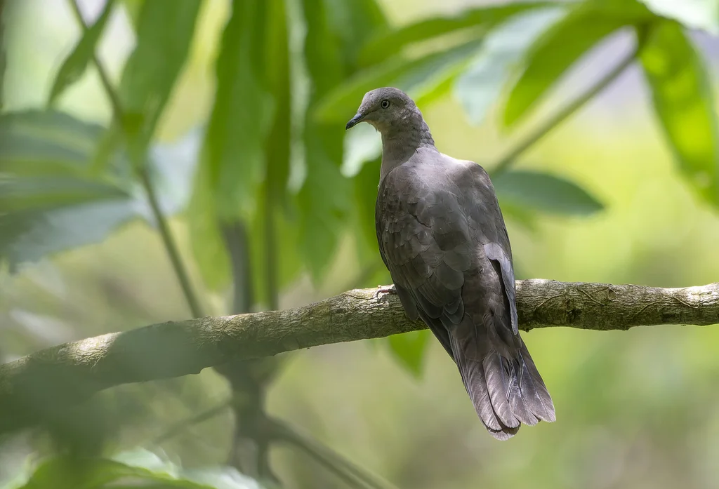 铅灰鸽(Patagioenas plumbea)