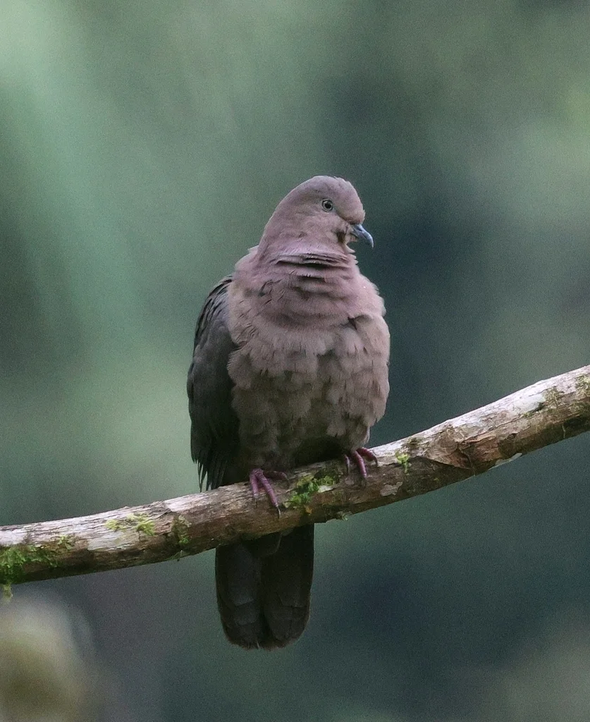 铅灰鸽(Patagioenas plumbea)