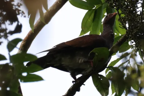 鳞斑鸽