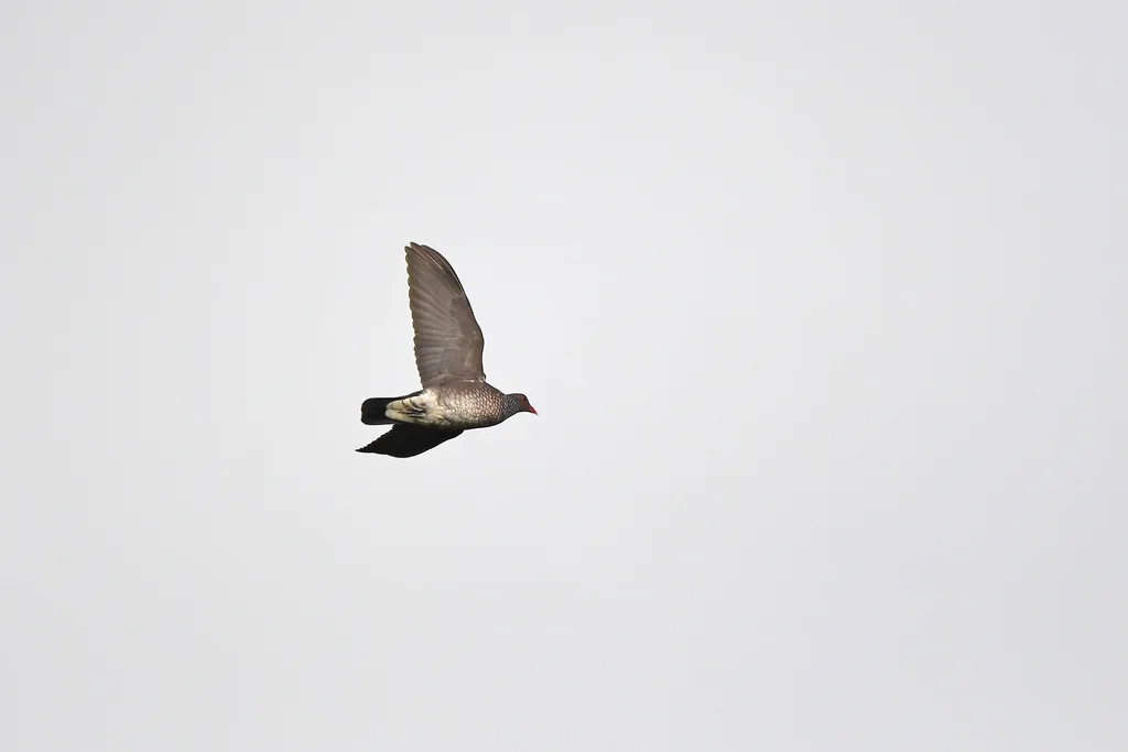 鳞斑鸽(Patagioenas speciosa)