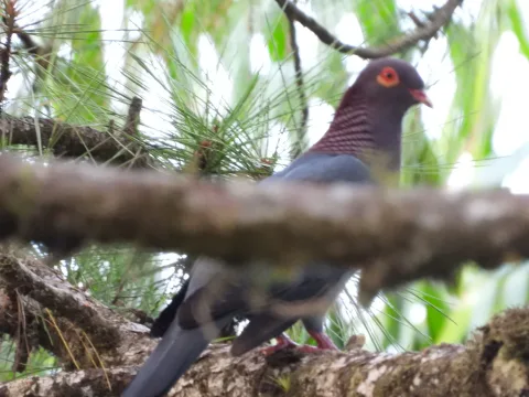 鳞枕鸽