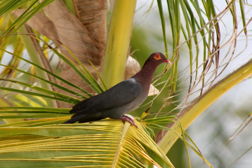 鳞枕鸽(Patagioenas squamosa)