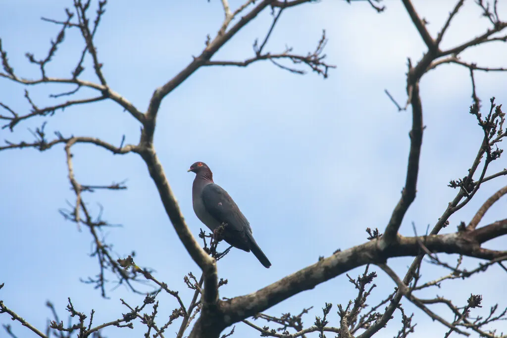 鳞枕鸽(Patagioenas squamosa)