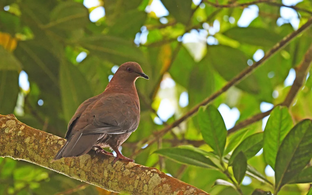 赤鸽(Patagioenas subvinacea)