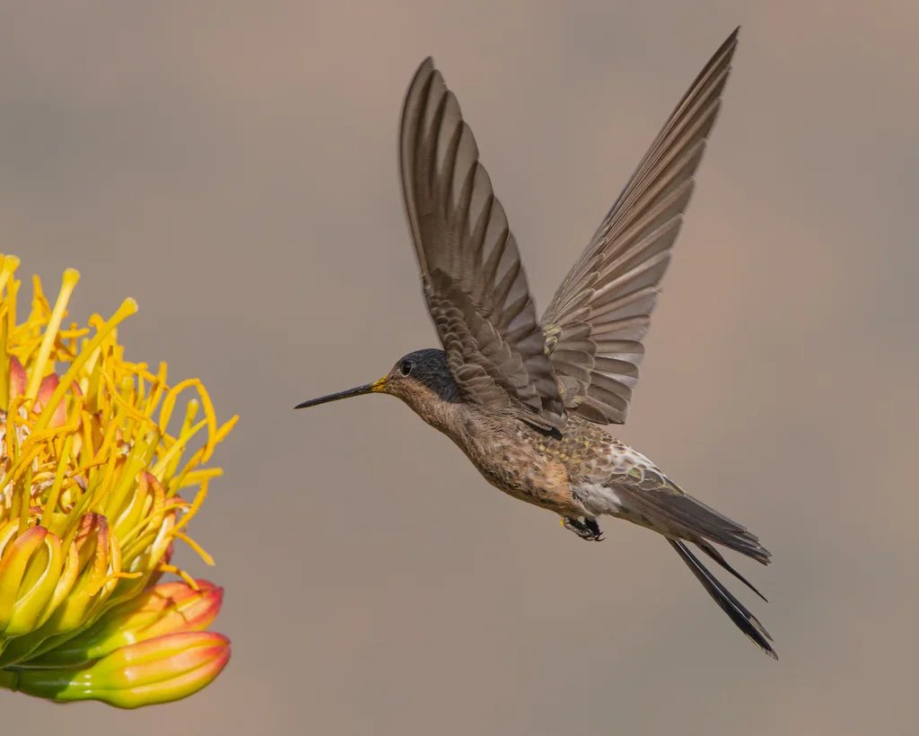 巨蜂鸟（Patagona gigas）