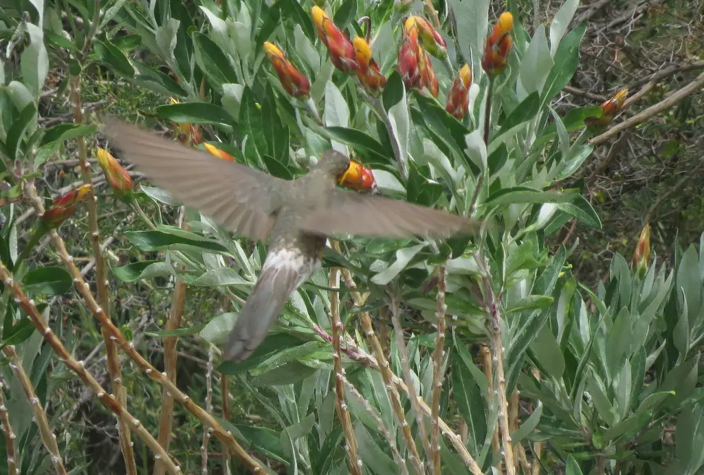 巨蜂鸟（Patagona gigas）