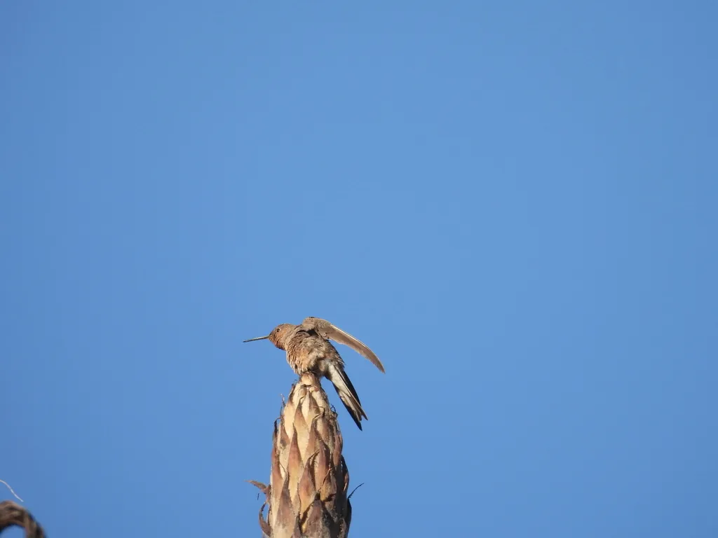 巨蜂鸟（Patagona gigas）