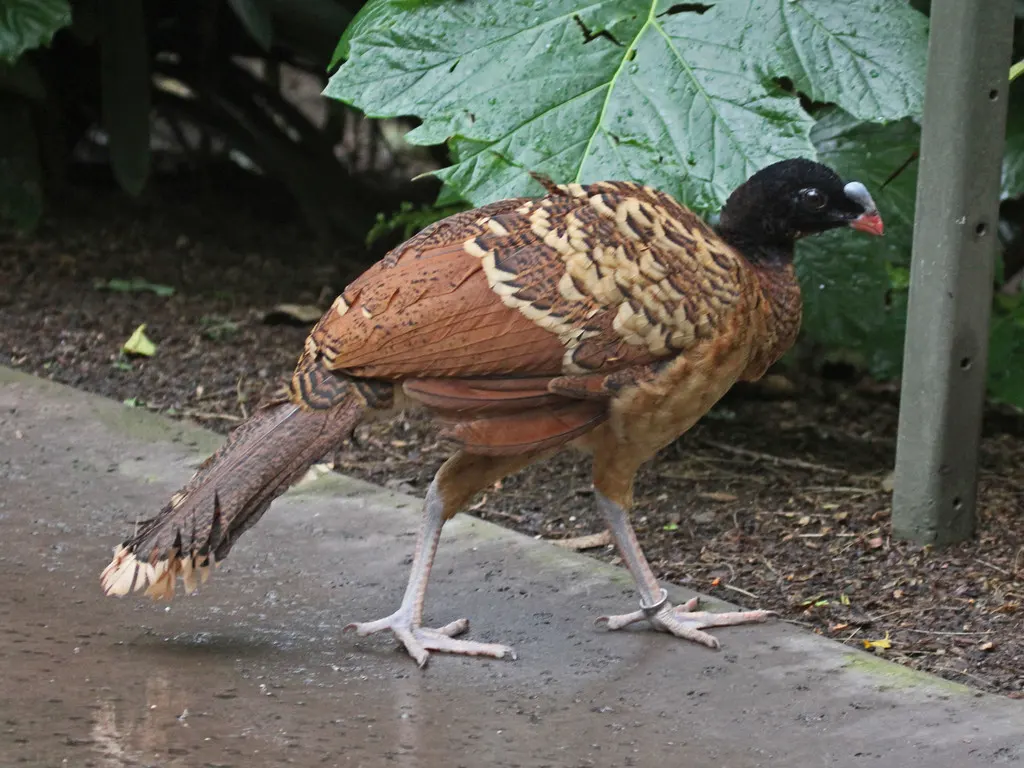 盔凤冠雉(Pauxi pauxi)