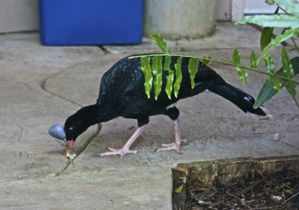 盔凤冠雉(Pauxi pauxi)