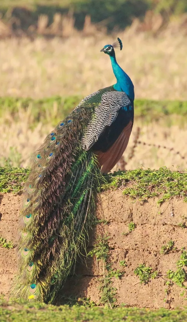 蓝孔雀(Pavo cristatus)