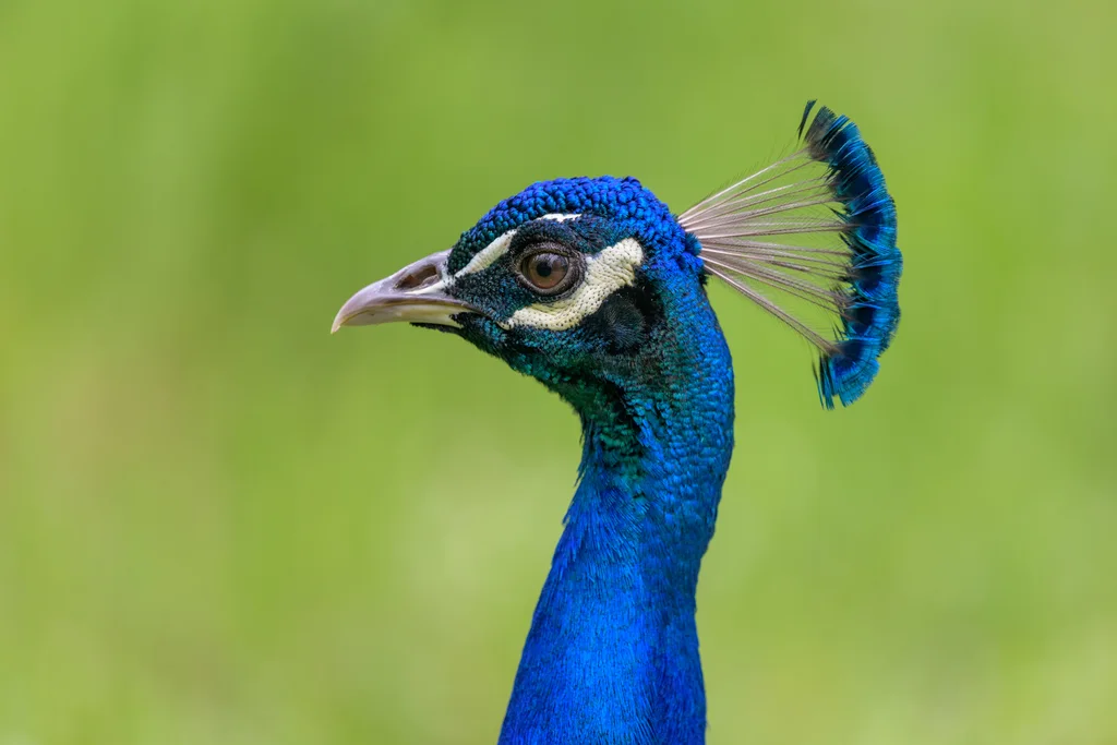 蓝孔雀(Pavo cristatus)