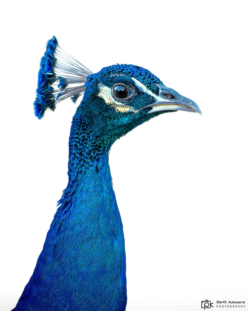 蓝孔雀(Pavo cristatus)