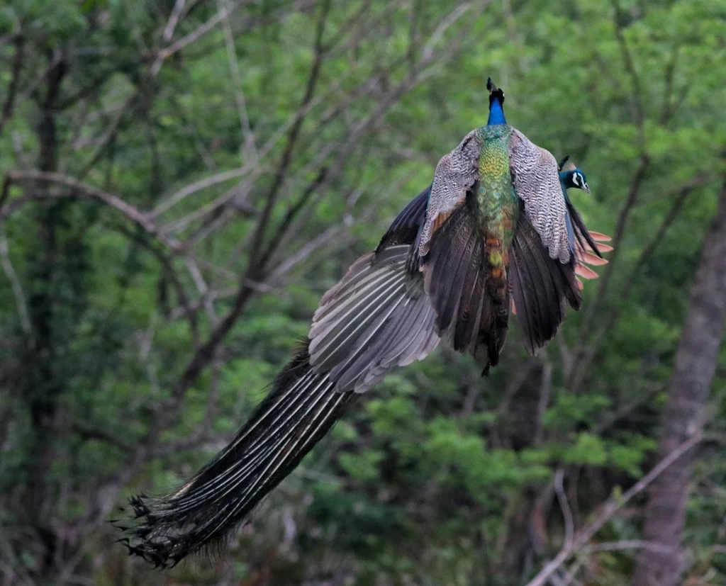 蓝孔雀(Pavo cristatus)