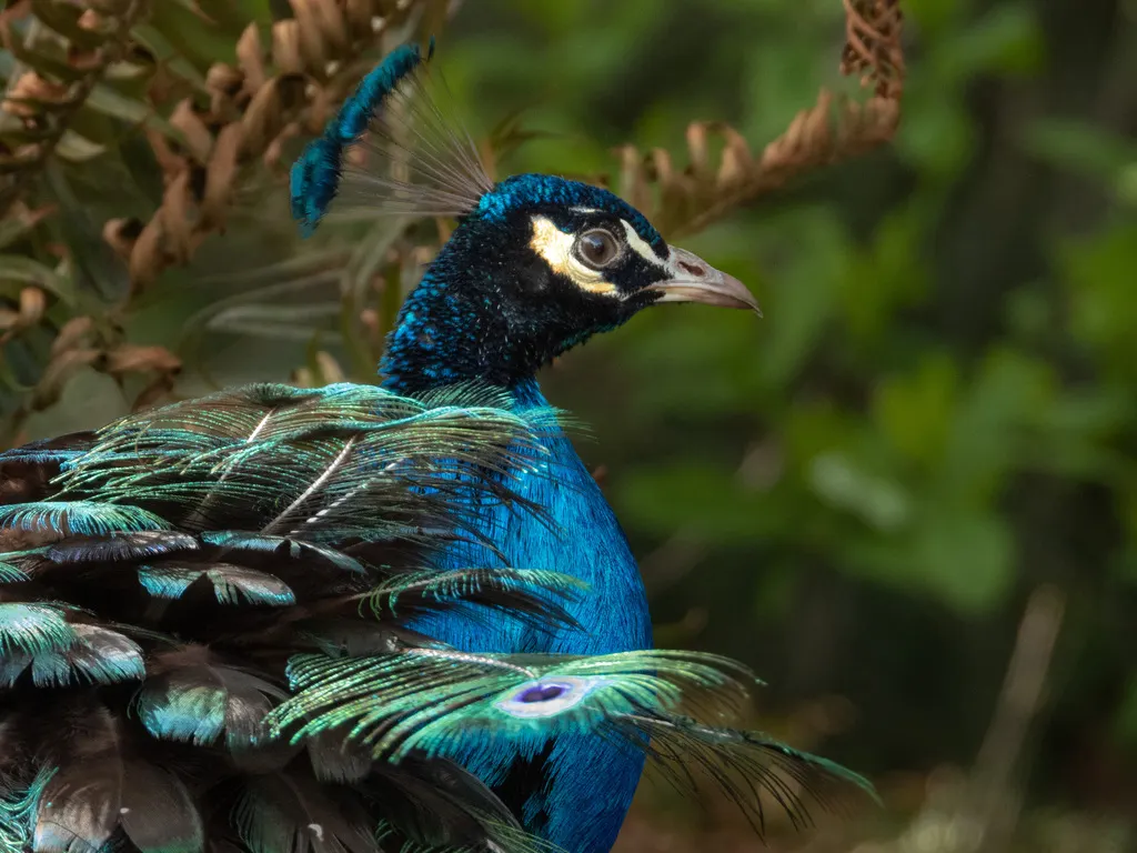 蓝孔雀(Pavo cristatus)