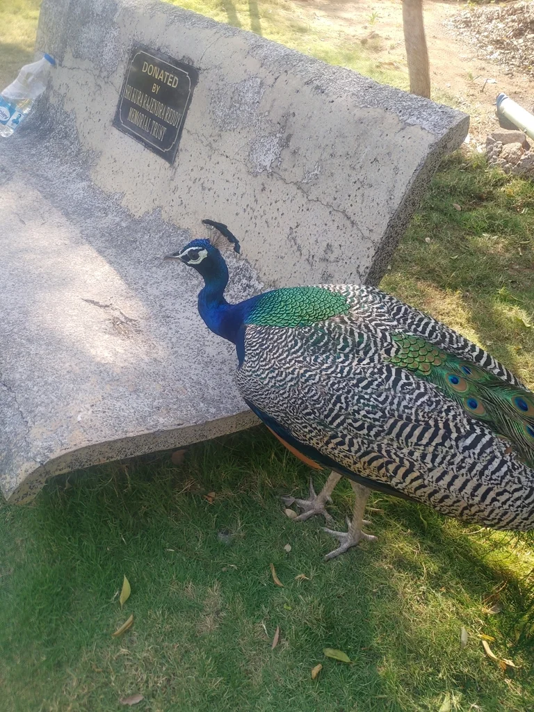 蓝孔雀(Pavo cristatus)