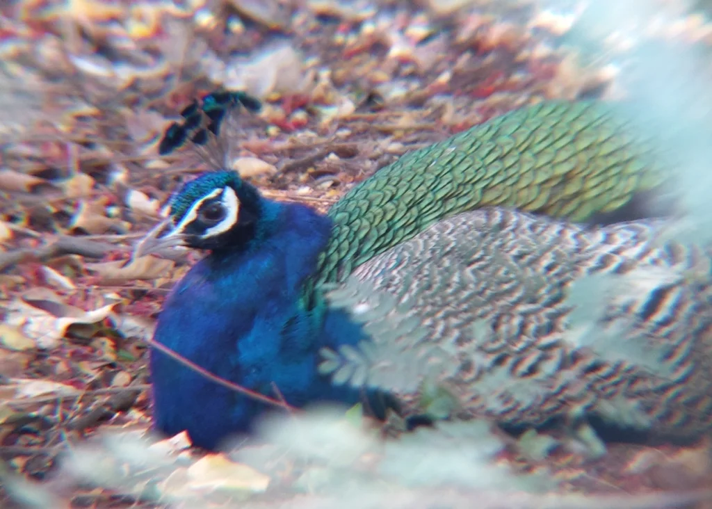 蓝孔雀(Pavo cristatus)