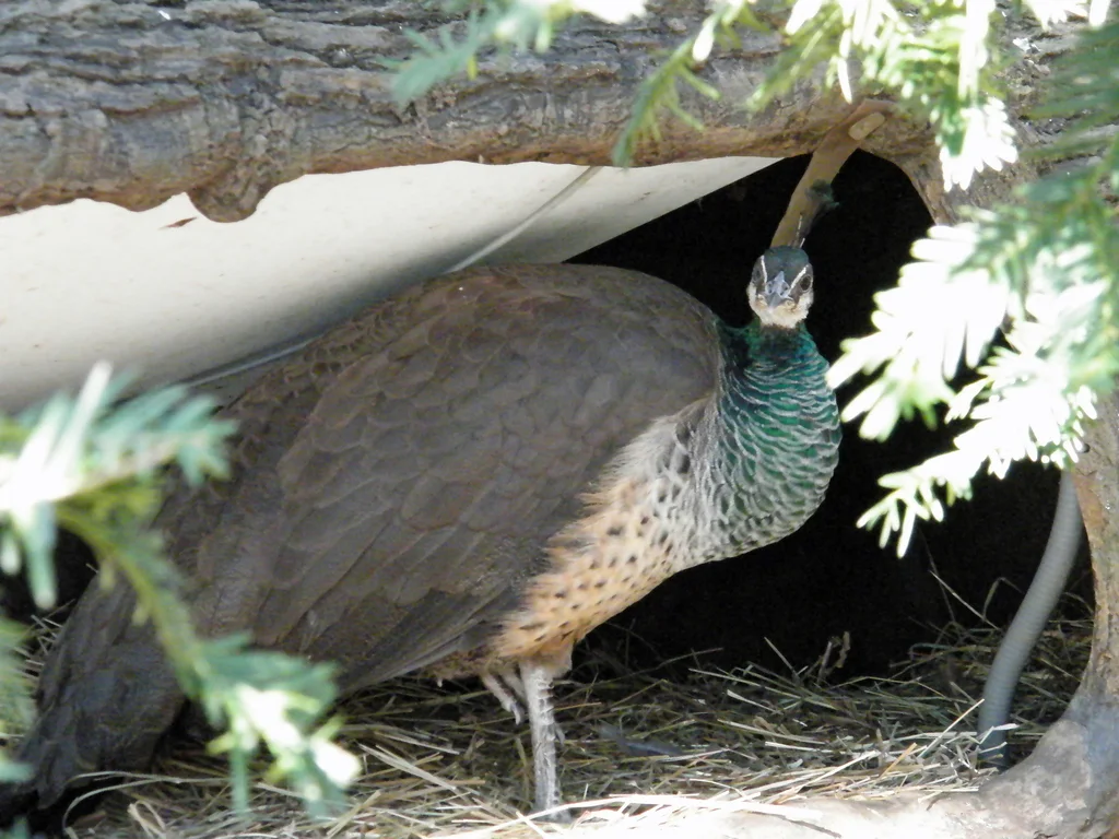 蓝孔雀(Pavo cristatus)