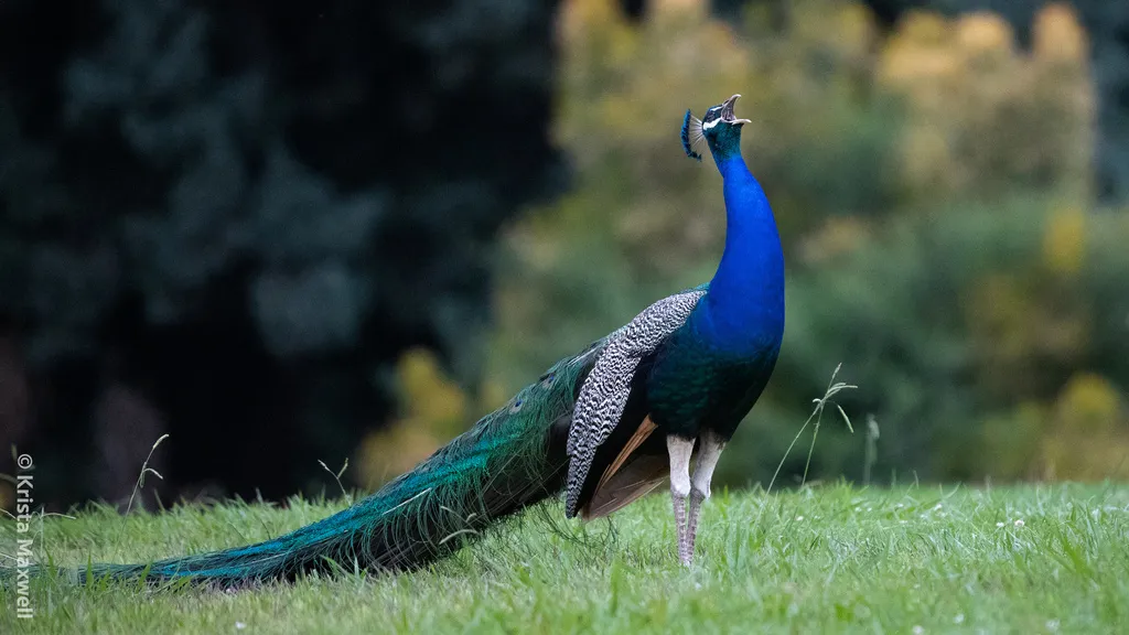 蓝孔雀（Pavo cristatus）