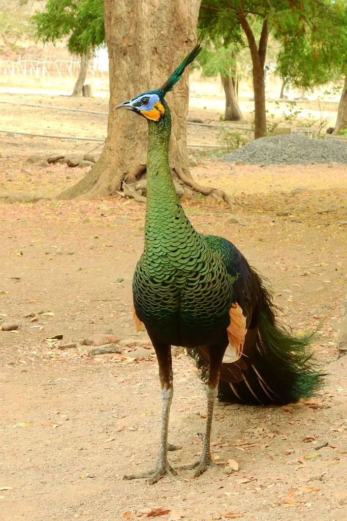 绿孔雀(Pavo muticus)
