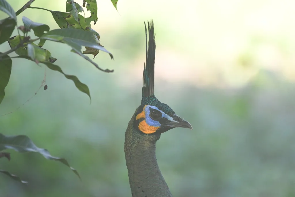 绿孔雀(Pavo muticus)