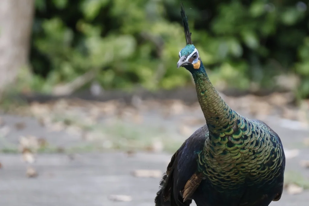绿孔雀(Pavo muticus)