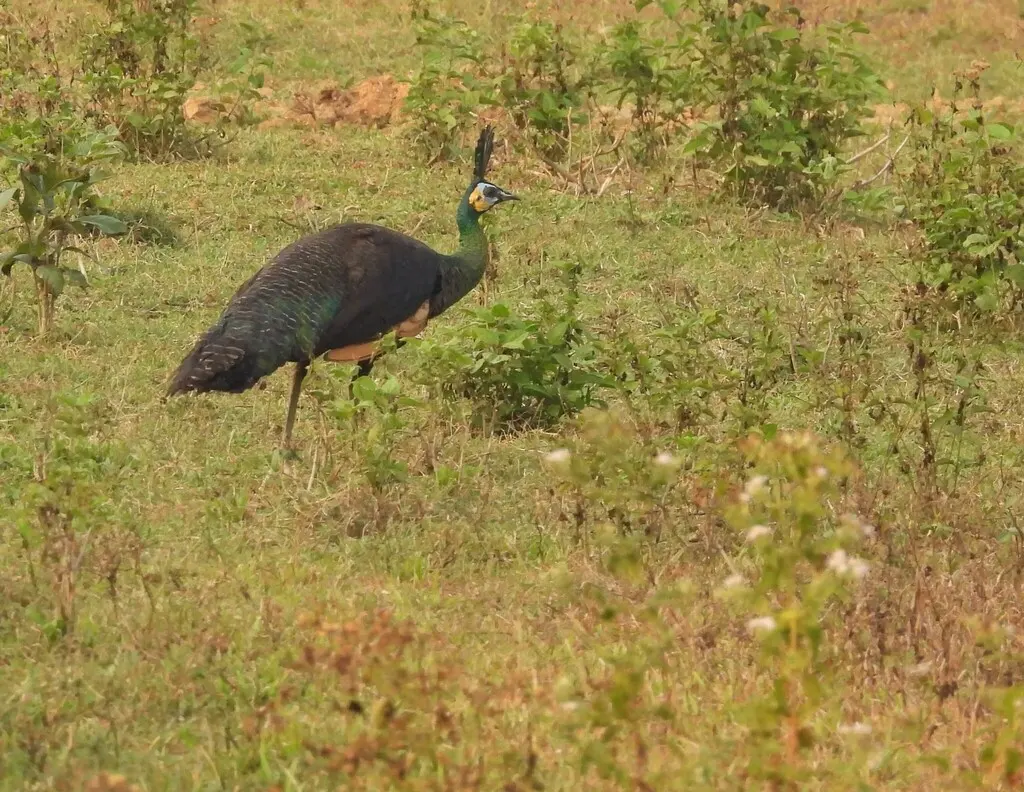绿孔雀(Pavo muticus)