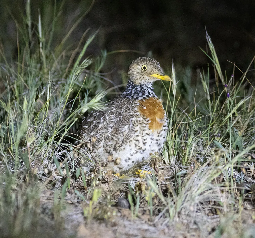 领鹑(Pedionomus torquatus)
