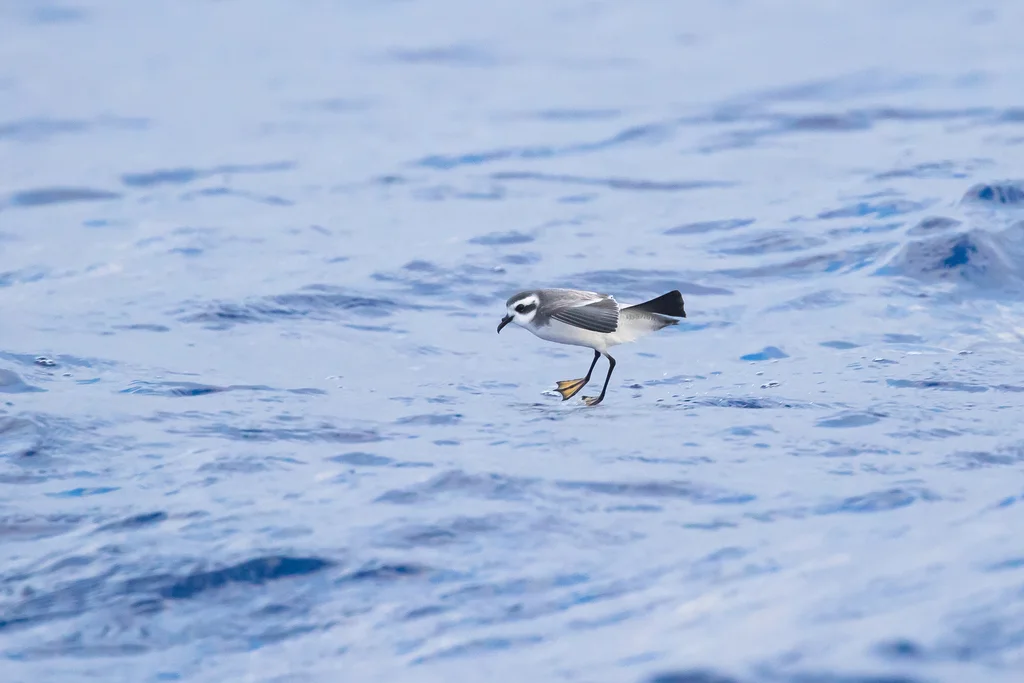 白脸海燕(Pelagodroma marina)