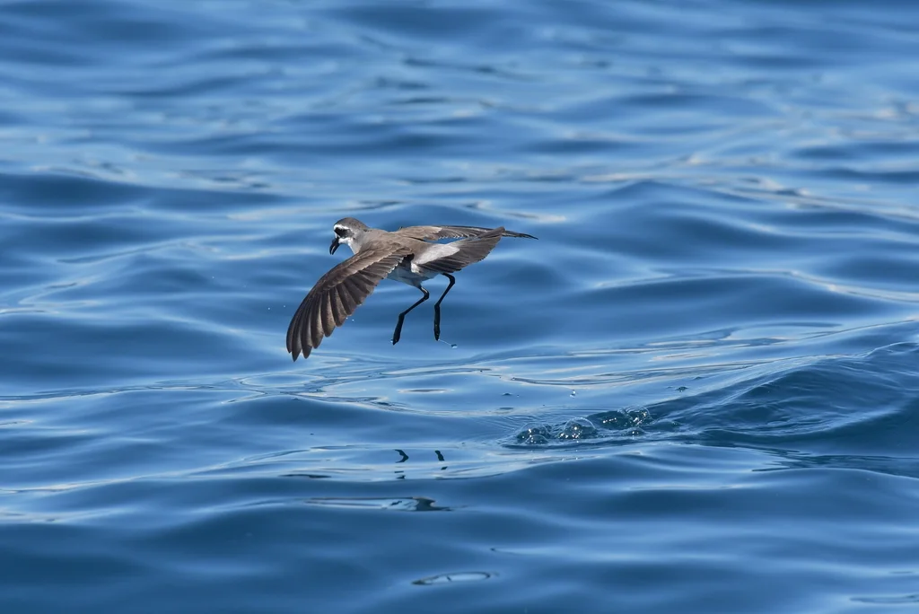 白脸海燕(Pelagodroma marina)