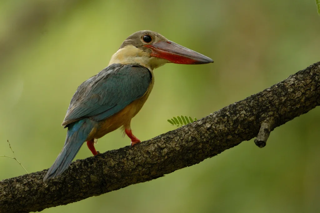 鹳嘴翡翠(Pelargopsis capensis)