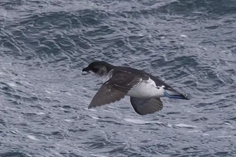 南乔治亚鹈燕