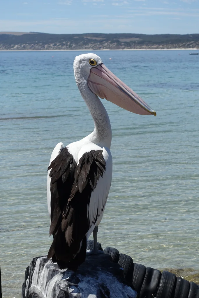 澳洲鹈鹕(Pelecanus conspicillatus)