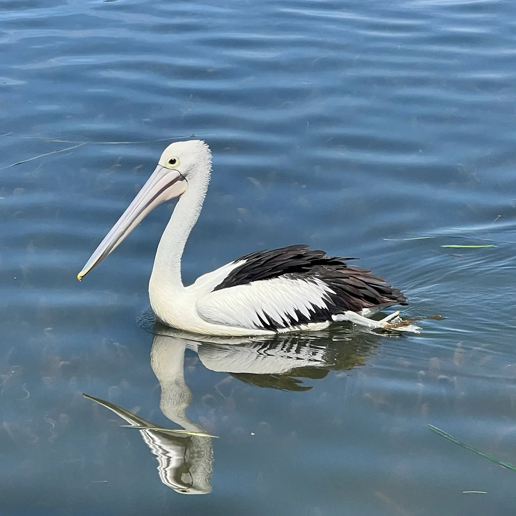 澳洲鹈鹕(Pelecanus conspicillatus)