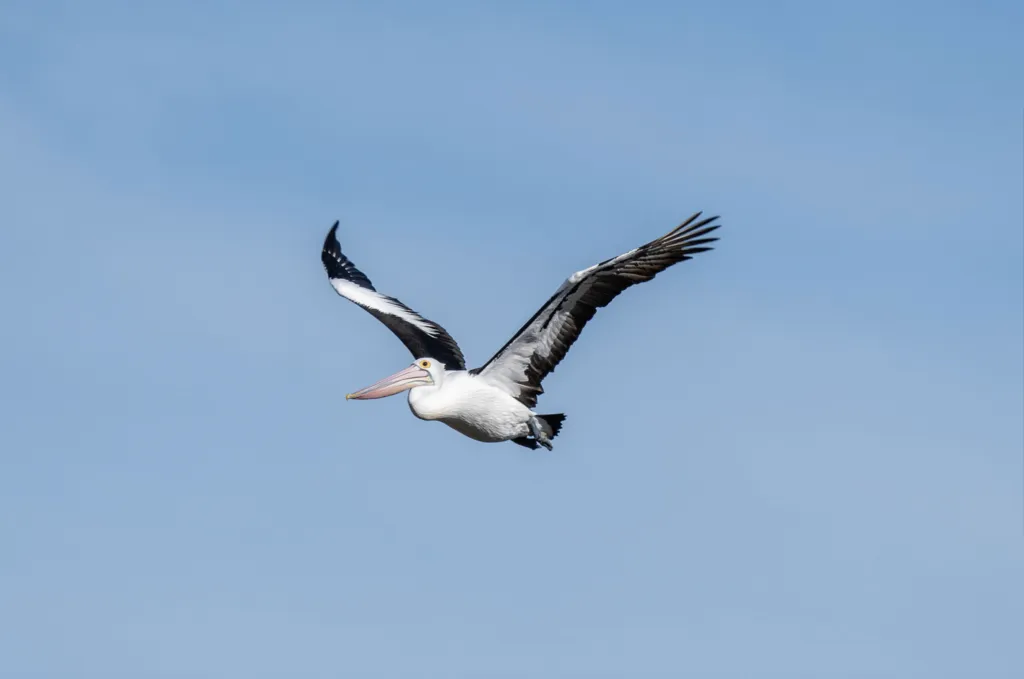 澳洲鹈鹕(Pelecanus conspicillatus)