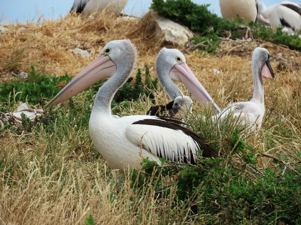 澳洲鹈鹕(Pelecanus conspicillatus)